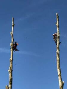 Les Signes Indiquant qu'un Arbre a Besoin d'Être Élagué