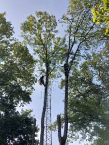 Abattage d'Arbres à Vignory : La Société GuErin en Action pour Sécuriser le Secteur du Château